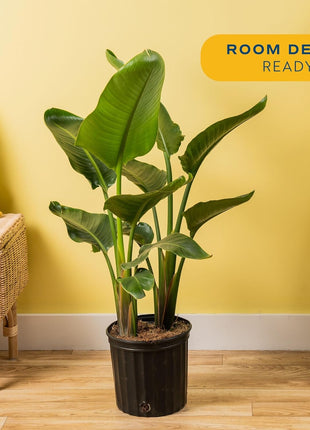 Costa Farms White Bird of Paradise Live Plant in Plastic Pot, Large Indoor Houseplant, Perfect for Home, Room, or Office Decor, Great House Warming or Birthday Gift, 2-3 Feet Tall