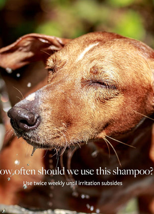 Veterinary Formula Clinical Care Antiseptic and Antifungal Medicated Shampoo for Dogs & Cats, 16 Fl Oz 芒聙聯 Helps Alleviate Scaly, Greasy, red Skin 芒聙聯 Paraben, Dye, Soap-Free (1 Pack)