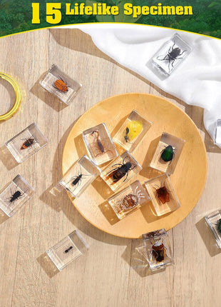 15 Insect specimens,Real Specimens of Various Butterflies and Beetles Made of Resin, Used for Science Classroom Science Education Animal Specimens, Bug Preserved,Oddities, Biology (15 Pcs Beetles)