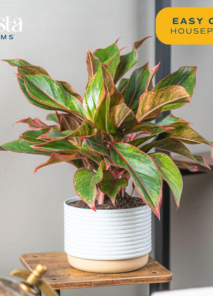 Costa Farms Chinese Evergreen Live Plant in Decorative Pot, Easy to Maintain, Air Purifying Indoor Houseplant, Home, Room, or Office Decor, House Warming or Birthday Gift, 12-18 Inches Tall