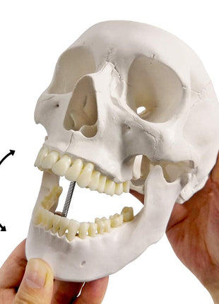 EVOTECH SCIENTIFIC Human Adult Skull Anatomical Model, Medical Quality, Life Size (9 inch Height) - 3 Part - Removable Skull Cap - Shows Most Major Foramen, Fossa, and Canals - for Medical Student