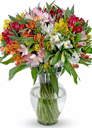 Benchmark Bouquets - 25 Stem Peruvian Lilies (Glass Vase Included) - Fresh Flowers for Delivery - Gift for Birthday, Anniversary, Sympathy, Get Well, Congratulations, Thanksgiving, Christmas