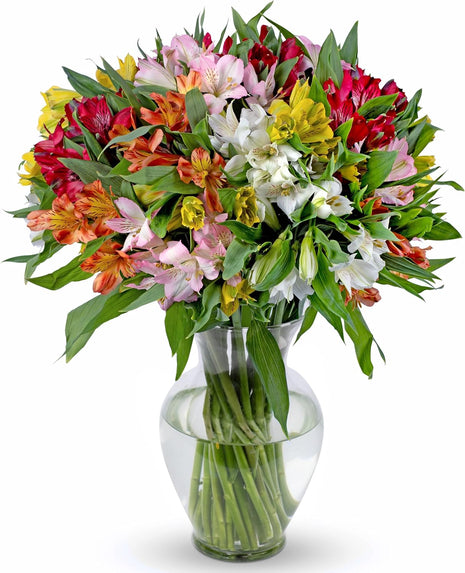 Benchmark Bouquets - 25 Stem Peruvian Lilies (Glass Vase Included) - Fresh Flowers for Delivery - Gift for Birthday, Anniversary, Sympathy, Get Well, Congratulations, Thanksgiving, Christmas