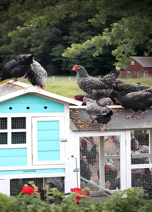 11 lb Black Soldier Fly Larva - BSFL is a high Calc-Rich Chicken Feed with More Calcium Than mealworms.It is a Pure Natural Food That Provides high Protein for Chickens and Birds