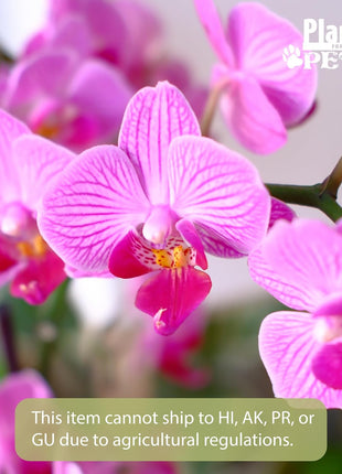Premium Purple Live Orchid Plant Blooming in 3.5 inch Blue & White Orchid Pot, Live Plants, Houseplant Gifts, Approx. 16 inch Tall, Pet Friendly Houseplants, Phalaenopsis Moth Flower by Plants for Pets