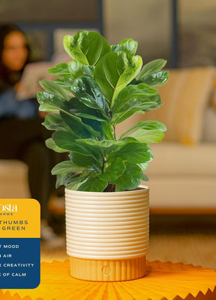 Costa Farms Baby Fiddle Leaf Fig Live Plant in Decorative Pot, Indoor Houseplant, Perfect for Home, Room, or Office Decor, Great House Warming or Birthday Gift, 12-18 Inches Tall