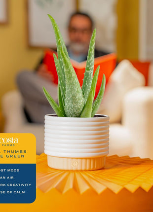 Costa Farms Aloe Vera Live Plant in Decorative Pot, Easy to Maintain, Air Purifying Succulent Indoor Houseplant, Home, Room, or Office Decor, House Warming or Birthday Gift, 12-18 Inches Tall
