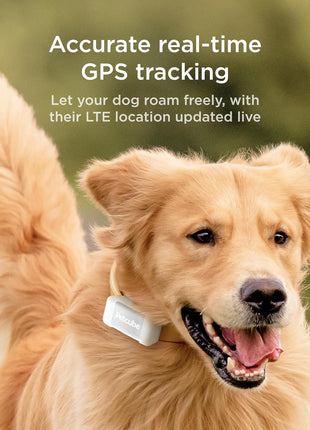 Petcube All Devices Pack: Cam, Cam 360, Bites 2 Lite, Play 2, GPS Tracker (All in one App)