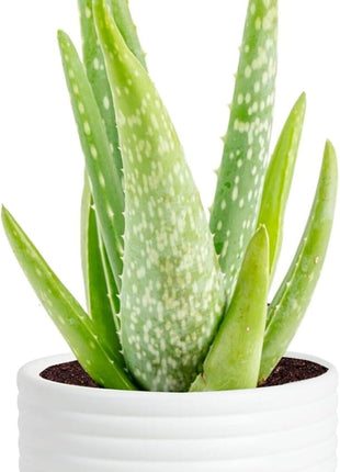 Costa Farms Aloe Vera Live Plant in Decorative Pot, Easy to Maintain, Air Purifying Succulent Indoor Houseplant, Home, Room, or Office Decor, House Warming or Birthday Gift, 12-18 Inches Tall