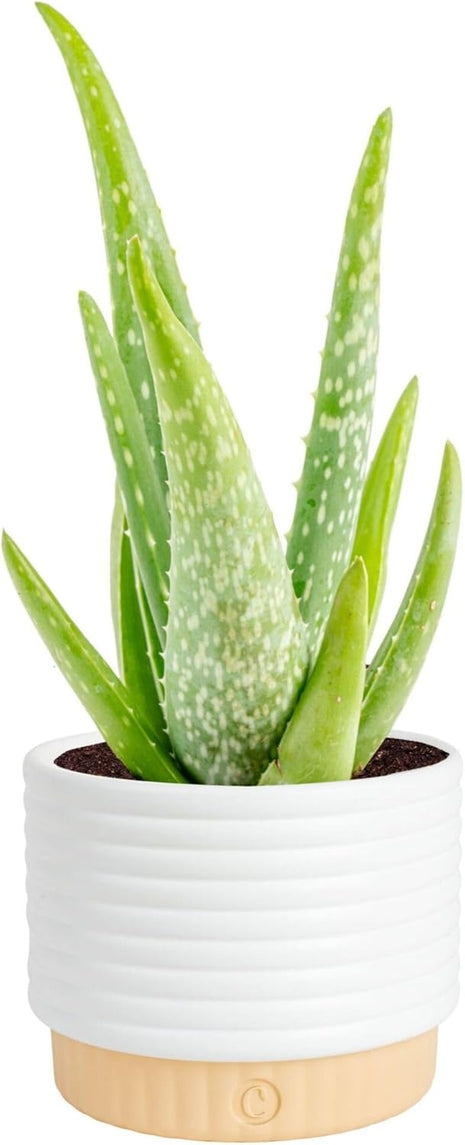 Costa Farms Aloe Vera Live Plant in Decorative Pot, Easy to Maintain, Air Purifying Succulent Indoor Houseplant, Home, Room, or Office Decor, House Warming or Birthday Gift, 12-18 Inches Tall