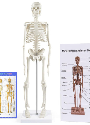 breesky Human Skeleton Model for Anatomy: 17" Human Skeleton Model with Movable Arms and Legs - Scientific Model for Study and Display