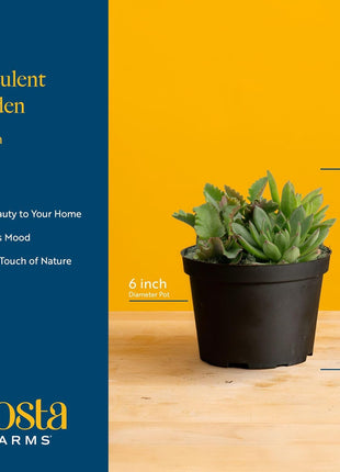 Costa Farms Live Succulents Garden, Assorted Plant Varieties in Decorative Pot, Easy to Maintain Succulent Indoor Houseplants, Room Decor, House Warming or Birthday Gift, 6 Inches Tall