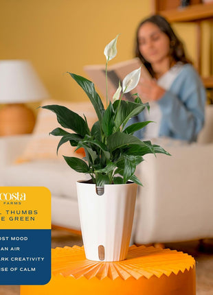 Costa Farms Peace Lily Live Plant in Decorative Pot, Air Purifying Flowering Indoor Houseplant, Perfect for Home, Room, or Office Decor, Great House Warming or Birthday Gift, 14-24 Inches Tall