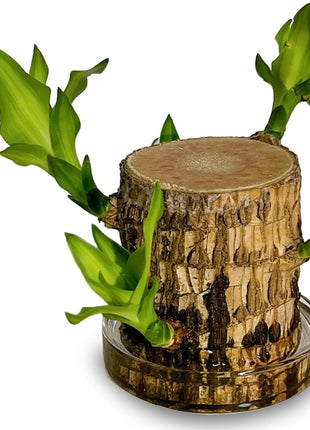 Brazilian Lucky Tree Plants, Bamboo and Trays, Small Plant desks, Good Luck Offices, Kitchens, Living Rooms, Home Decorations, Brazilian Lucky Tree