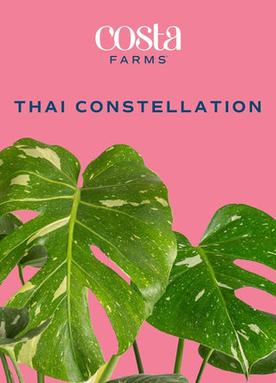 Costa Farms Thai Constellation, Variegated Monstera Live Plant in Self Watering Pot, Indoor Houseplant, Home, Room, or Office Decor, House Warming or Birthday Gift, 12-18 Inches Tall