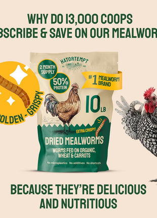 Hatortempt Dried Mealworms - Non-GMO & Organic - High-Protein Mealworms for Wild Bird Food, Ducks & Chickens (5lb)