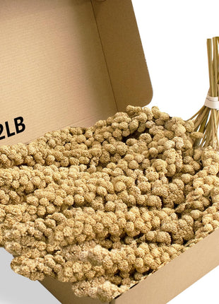 Jmxu's Spray Millet Treat for Birds Parakeets, Natural Sun-Dried Birds Millet for Cockatiel, Budgie, Finches, Parrots, Hamster