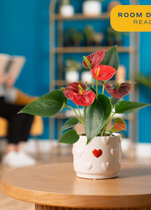 Costa Farms Anthurium, Flamingo Flower Live Plant in Decorative Pot, Air Purifying Flowering Indoor Houseplant, Home, Room, or Office Decor, House Warming or Birthday Gift, 10-14 Inches Tall