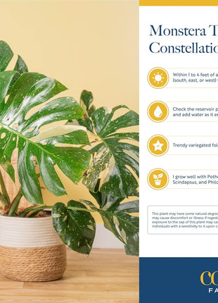 Costa Farms Thai Constellation, Variegated Monstera Live Plant in Self Watering Pot, Indoor Houseplant, Home, Room, or Office Decor, House Warming or Birthday Gift, 12-18 Inches Tall