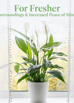 American Plant Exchange Peace Lily, Live Spathiphyllum Plant, Indoor Flowering Houseplant, 4-Inch Pot, Deco Cover, Easy Care, Low Light, Perfect for Housewarming, Sympathy, or Party Gift
