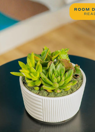 Costa Farms Live Succulents Garden, Assorted Plant Varieties in Decorative Pot, Easy to Maintain Succulent Indoor Houseplants, Room Decor, House Warming or Birthday Gift, 6 Inches Tall