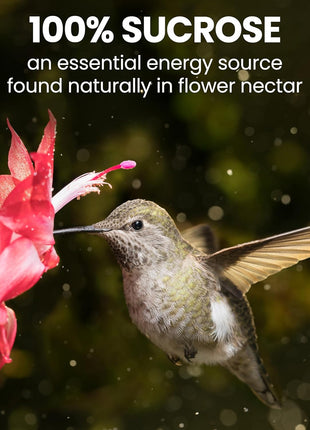Perky-Pet Hummingbird Nectar Concentrate for Hummingbird Feeder - 32 oz - Makes 96 FL OZ of Red Food Nectar - 238
