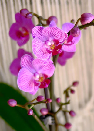 Premium Purple Live Orchid Plant Blooming in 3.5 inch Blue & White Orchid Pot, Live Plants, Houseplant Gifts, Approx. 16 inch Tall, Pet Friendly Houseplants, Phalaenopsis Moth Flower by Plants for Pets