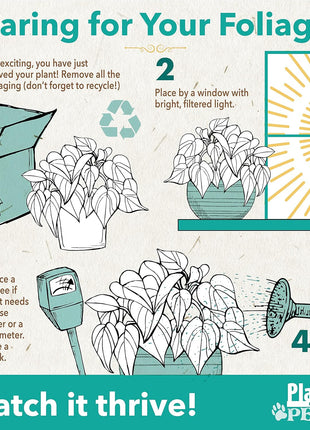 Pet Friendly House Plant Decor 3-Pack, Dog & Cat Safe Plants in 4 inch White Pots for Home & Office, Grower's Choice Live Houseplants, Approx. 9 inch Tall, Peperomia, Calathea & More by Plants for Pets