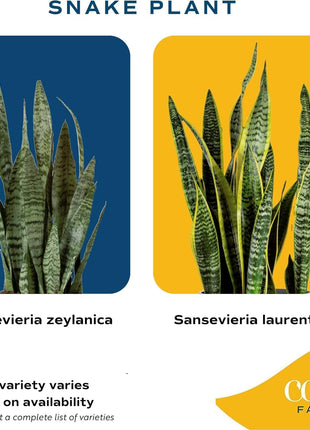 Costa Farms Snake Plant, Live Plants in Plastic Pots, Easy to Maintain, Air Purifying Indoor Succulent Houseplants, Assorted Variety, Home, Room, or Office Decor, Pack of 3, 8-12 Inches Tall