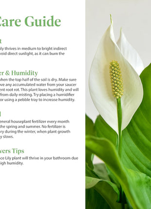 American Plant Exchange Peace Lily, Live Spathiphyllum Plant, Indoor Flowering Houseplant, 4-Inch Pot, Deco Cover, Easy Care, Low Light, Perfect for Housewarming, Sympathy, or Party Gift