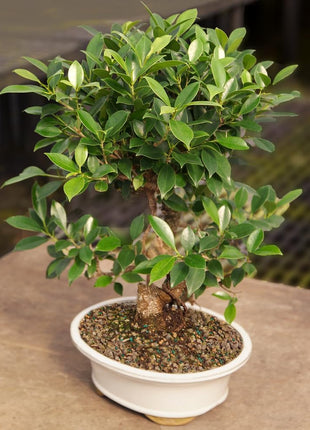 Brussel's Bonsai Live Golden Gate Ficus Indoor Bonsai Tree - Small, 4 Years Old, 5 to 8 In - Live Bonsai Tree in Ceramic Bonsai Pot with Humidity Tray