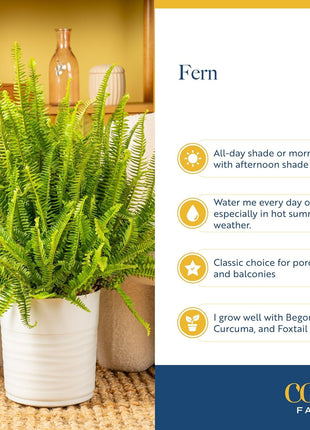Costa Farms Kimberly Queen Fern Live Plant in Plastic Pot, Large Indoor & Outdoor Houseplant, Perfect for Home, Room, or Office Decor, Great House Warming or Birthday Gift, 2-3 Feet Tall