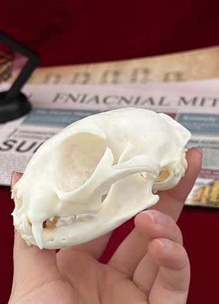 CLLOEAT Taxidermy Real Animals Skulls, Real Bones Specimen, Taxidermy Supplies for Science Education, Special Gift (Turtle Skull)