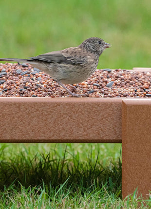 Morning Song Dove & Ground Feeding Wild Bird Seed - 7 lb. Dove, Quail & Pigeon Wild Bird Food for Outside Feeders