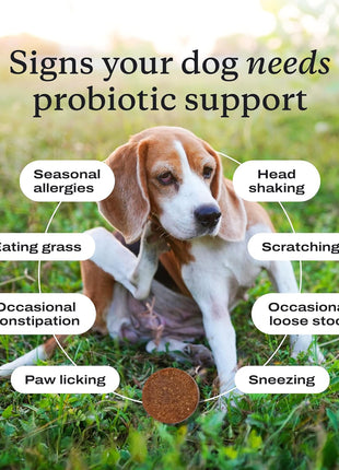 PetLab Co. Probiotics for Dogs, Support Gut Health, Occasional Diarrhea, Digestive Health & Seasonal Allergies - Pork Flavor - 30 Soft Chews - Packaging May Vary