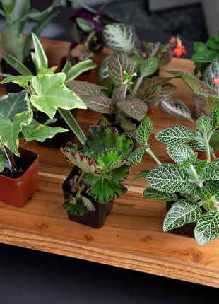 Altman Plants Live Houseplants (12PK), Indoor Plants for Delivery Prime, Live Plants and Gardening Gifts for Plant Lovers, Planters for Indoor Plants with Potting Soil, Live House Plants Indoors Live