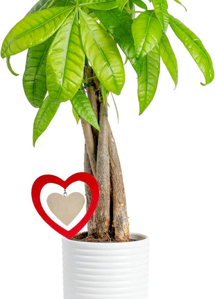 Costa Farms Money Tree Live Plant in Decorative Pot, Easy to Maintain, Air Purifying Braided Indoor Houseplant, Home, Room, or Office Decor, House Warming or Birthday Gift, 12-16 Inches Tall