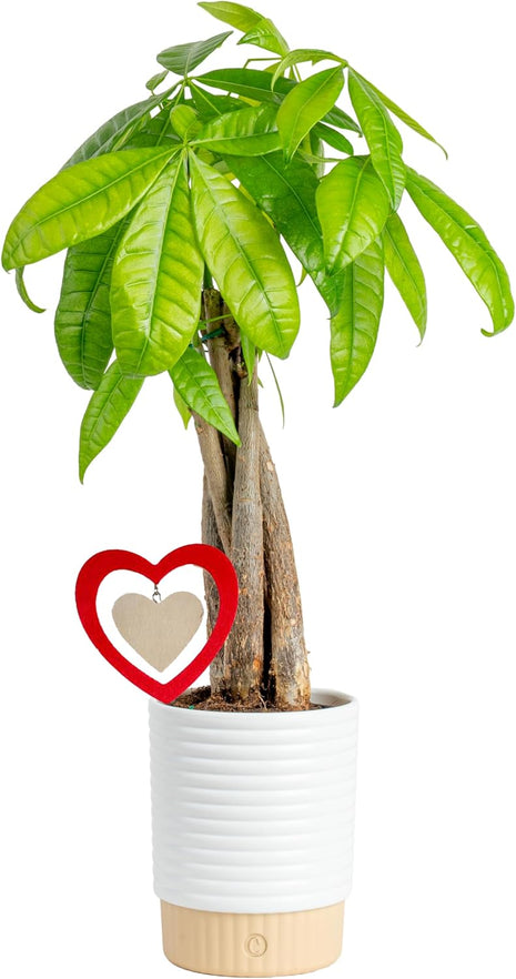 Costa Farms Money Tree Live Plant in Decorative Pot, Easy to Maintain, Air Purifying Braided Indoor Houseplant, Home, Room, or Office Decor, House Warming or Birthday Gift, 12-16 Inches Tall