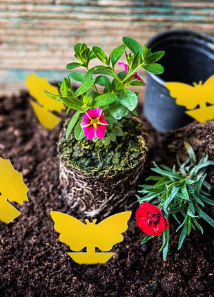 Fruit Fly Traps Fungus Gnat Traps Yellow Sticky Bug Traps 36 Pack No Harm and Odorless for Indoor Outdoor Use Protect The Plant