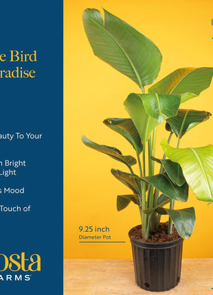 Costa Farms White Bird of Paradise Live Plant in Plastic Pot, Large Indoor Houseplant, Perfect for Home, Room, or Office Decor, Great House Warming or Birthday Gift, 2-3 Feet Tall