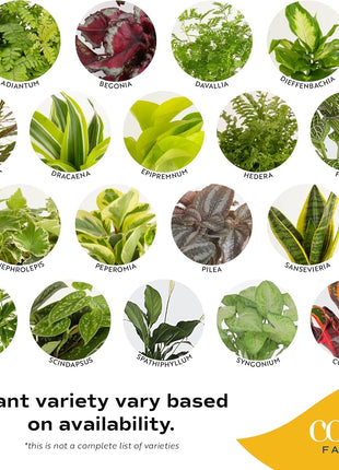 Costa Farms Live Indoor Plants in Decorative Pots, Easy to Maintain, Air Purifying Houseplants, Assorted Varieties, Room or Home Decor, House Warming Gift, 8-12 Inches Tall, Pack of 3