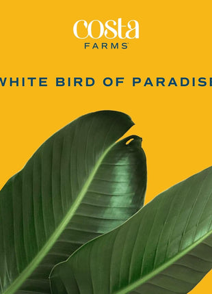 Costa Farms White Bird of Paradise Live Plant in Plastic Pot, Large Indoor Houseplant, Perfect for Home, Room, or Office Decor, Great House Warming or Birthday Gift, 2-3 Feet Tall
