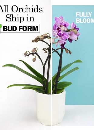 Premium Purple Live Orchid Plant Blooming in 3.5 inch Blue & White Orchid Pot, Live Plants, Houseplant Gifts, Approx. 16 inch Tall, Pet Friendly Houseplants, Phalaenopsis Moth Flower by Plants for Pets