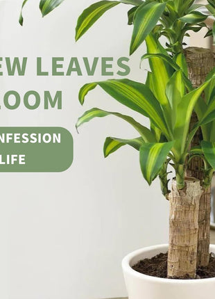Brazilian Lucky Tree Plants, Bamboo and Trays, Small Plant desks, Good Luck Offices, Kitchens, Living Rooms, Home Decorations, Brazilian Lucky Tree