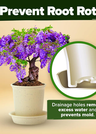 Bonsai Tree Kit Gifts for Men & Women - Grow 4 Bonsai Trees - Unique Gardening Crafts for Adults, DIY Hobbies for Plant Lovers & Gardeners - Unusual Christmas Gift Ideas for Mom & Dad