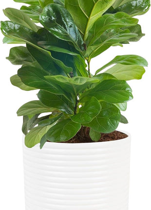 Costa Farms Baby Fiddle Leaf Fig Live Plant in Decorative Pot, Indoor Houseplant, Perfect for Home, Room, or Office Decor, Great House Warming or Birthday Gift, 12-18 Inches Tall