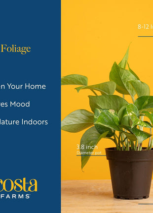 Costa Farms Live Indoor Plants in Decorative Pots, Easy to Maintain, Air Purifying Houseplants, Assorted Varieties, Room or Home Decor, House Warming Gift, 8-12 Inches Tall, Pack of 3