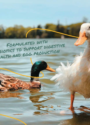 Manna Pro Duck & Goose Layer Pellets, High Protein for Increased Egg Production, Formulated with Probiotics to Supports Gut Health & Digestion, 8 lbs