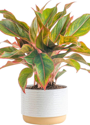 Costa Farms Chinese Evergreen Live Plant in Decorative Pot, Easy to Maintain, Air Purifying Indoor Houseplant, Home, Room, or Office Decor, House Warming or Birthday Gift, 12-18 Inches Tall