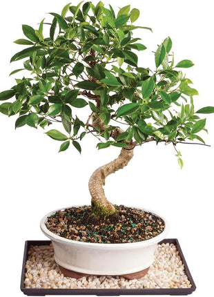 Brussel's Bonsai Live Golden Gate Ficus Indoor Bonsai Tree - Small, 4 Years Old, 5 to 8 In - Live Bonsai Tree in Ceramic Bonsai Pot with Humidity Tray